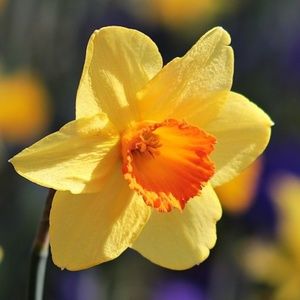 Meet your Posher, Jonquil House